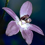Glossodia