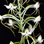 Habenaria