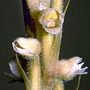 Hetaeria