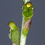 Hydrorchis