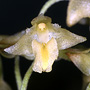 Hymeneria