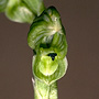 Hymenochilus