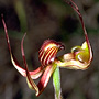 Jonesiopsis