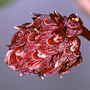 Kaurorchis
