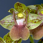 Leioanthum