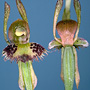 Leporella