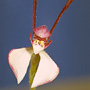 Leptoceras
