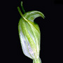 Linguella