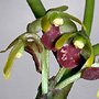 Luisia