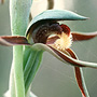 Lyperanthus