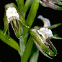 Mecopodum