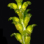 Microtidium