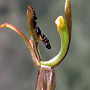 Myrmechila