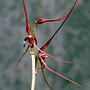 Nemacianthus