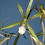 Nervilia