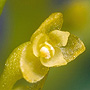 Octarrhena