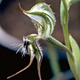 Oligochaetochilus