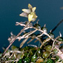 Oncophyllum