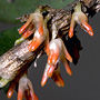 Oxysepala