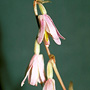 Pachystoma