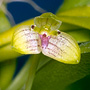 Papulipetalum