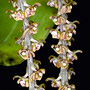 Peristeranthus