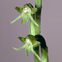 Peristylus