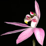 Petalochilus
