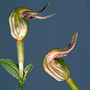 Petrorchis