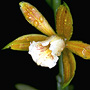 Phaius