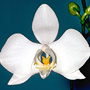 Phalaenopsis