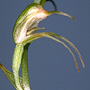 Pharochilum