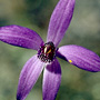 Pheladenia