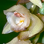 Pholidota
