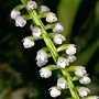 Phreatia