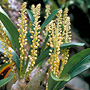Pinalia