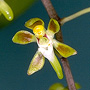 Plectorrhiza