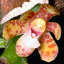 Pomatocalpa