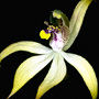 Praecoxanthus