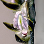 Prasophyllum