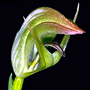 Pterostylis