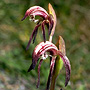 Pyrorchis