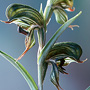 Ranorchis