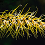 Rhinerrhiza