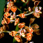 Rhinerrhizopsis