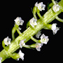Rhipidorchis