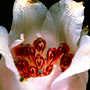 Rhizanthella