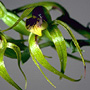 Rimacola