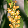 Robiquetia