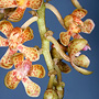 Sarcanthopsis